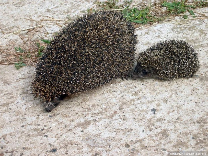 Мамин хвостик — В мире животных: смешные фото питомцев и зверей (фото 10)