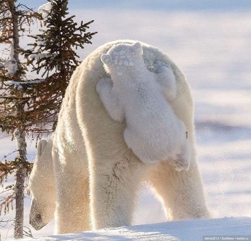 Мамин хвостик — В мире животных: смешные фото питомцев и зверей