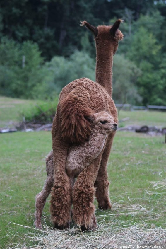 Мамин хвостик — В мире животных: смешные фото питомцев и зверей (фото 4)