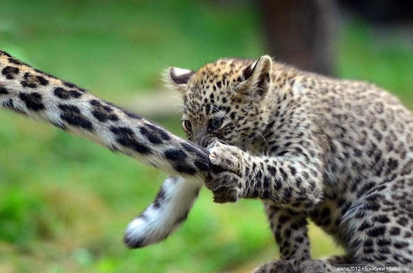 Мамин хвостик — В мире животных: смешные фото питомцев и зверей