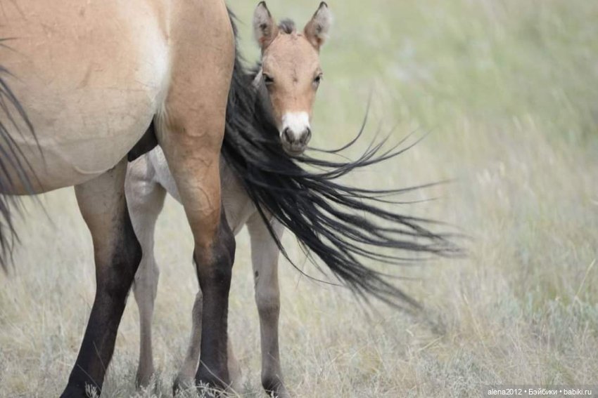 Мамин хвостик — В мире животных: смешные фото питомцев и зверей