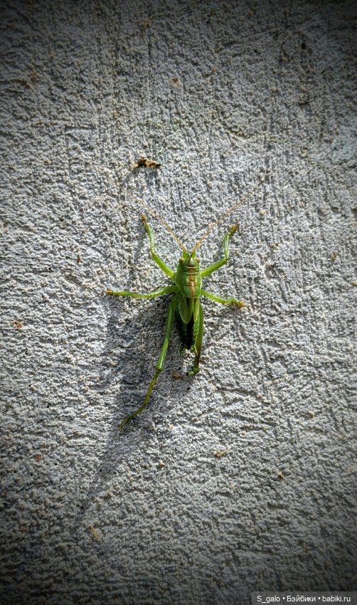 Рыжулька-2, псевдоПаола — Игровые куклы разных производителей (Разное): редкие бренды (фото 2)