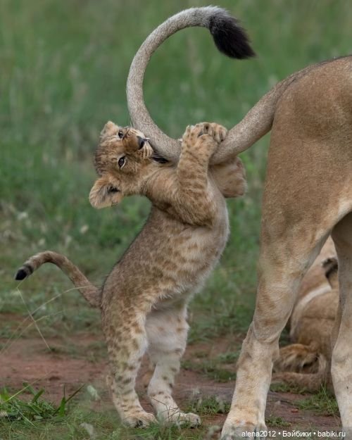 Мамин хвостик — В мире животных: смешные фото питомцев и зверей