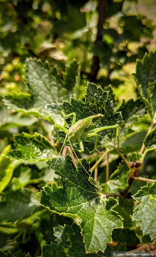 Рыжулька-2, псевдоПаола — Игровые куклы разных производителей (Разное): редкие бренды (фото 4)