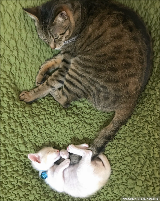 Мамин хвостик — В мире животных: смешные фото питомцев и зверей