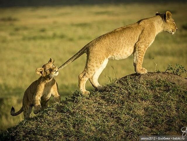 Мамин хвостик — В мире животных: смешные фото питомцев и зверей