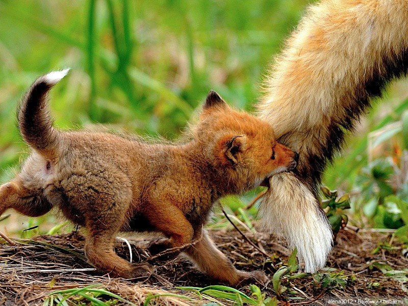 Мамин хвостик — В мире животных: смешные фото питомцев и зверей