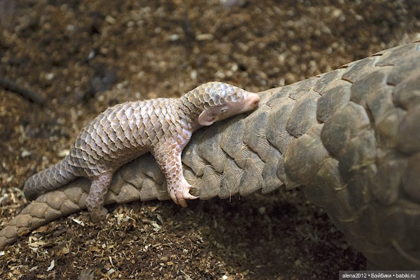 Мамин хвостик — В мире животных: смешные фото питомцев и зверей