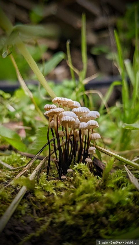 Рыжулька-2, псевдоПаола — Игровые куклы разных производителей (Разное): редкие бренды