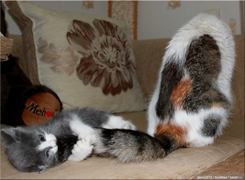 Мамин хвостик — В мире животных: смешные фото питомцев и зверей