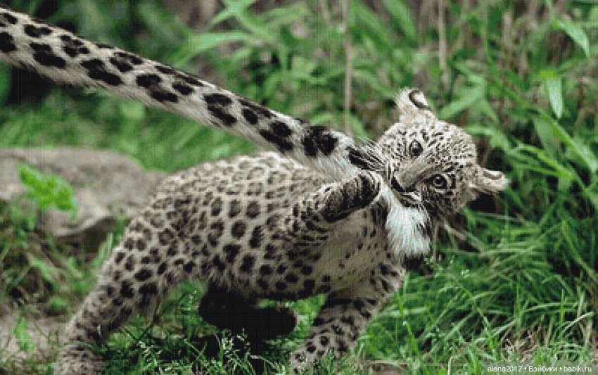 Мамин хвостик — В мире животных: смешные фото питомцев и зверей