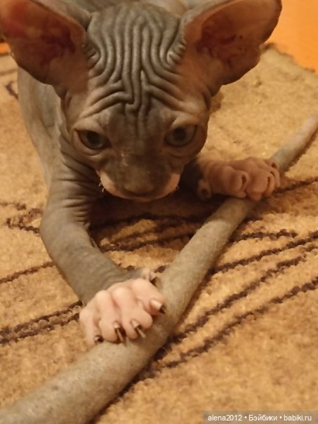 Мамин хвостик — В мире животных: смешные фото питомцев и зверей