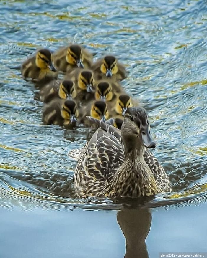 Мамин хвостик — В мире животных: смешные фото питомцев и зверей