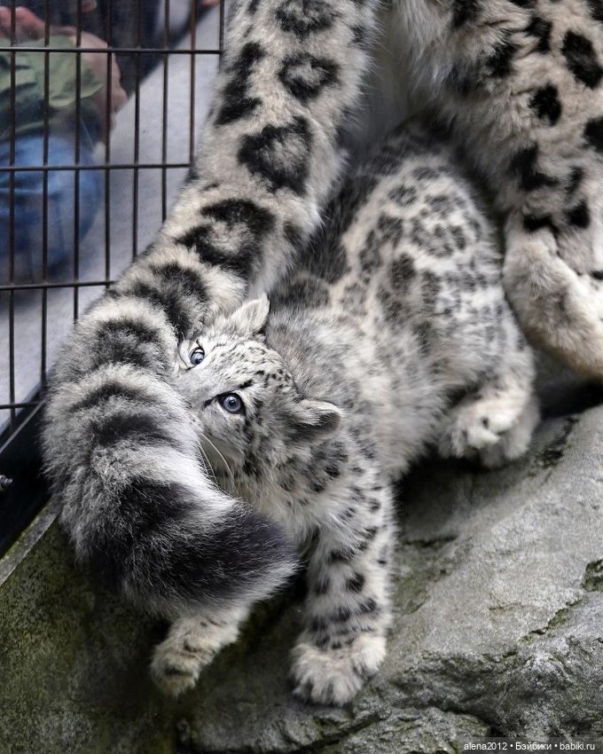 Мамин хвостик — В мире животных: смешные фото питомцев и зверей