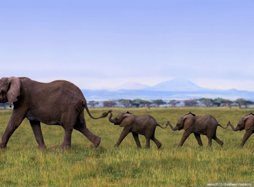 Мамин хвостик — В мире животных: смешные фото питомцев и зверей