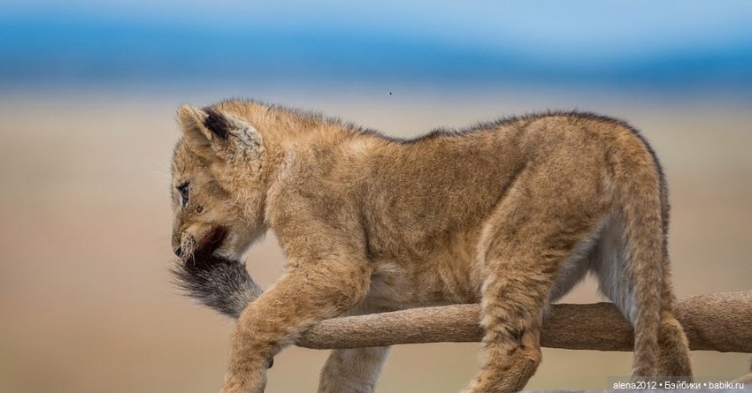 Мамин хвостик — В мире животных: смешные фото питомцев и зверей