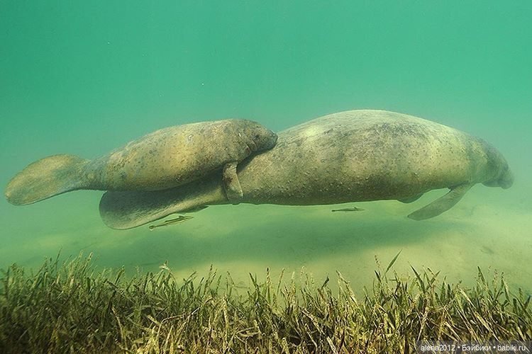 Мамин хвостик — В мире животных: смешные фото питомцев и зверей