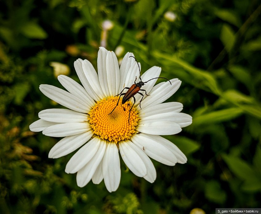 Рыжулька-2, псевдоПаола — Игровые куклы разных производителей (Разное): редкие бренды (фото 9)