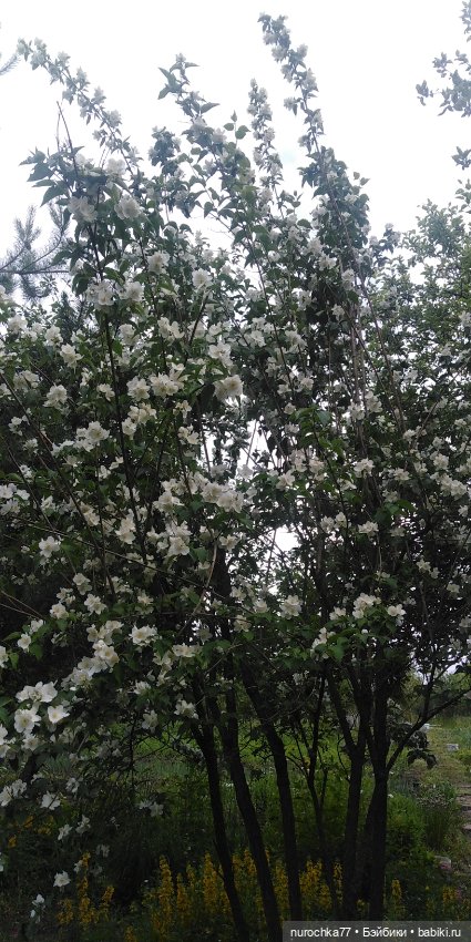 Счастливые Свинка и Хозяйка (фото 8)