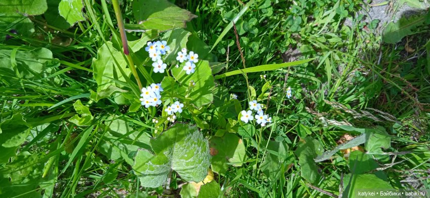 Летние цветы — Коллекционные игрушки и фигурки: Lego