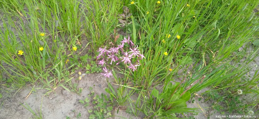 Летние цветы — Коллекционные игрушки и фигурки: Lego