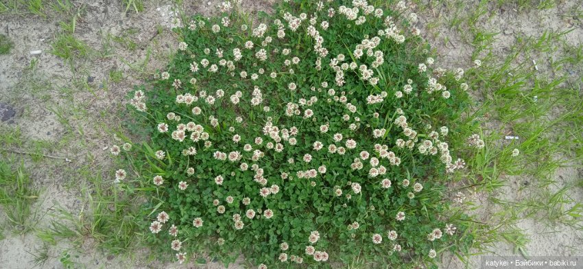 Летние цветы — Коллекционные игрушки и фигурки: Lego