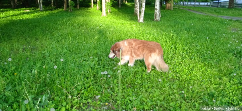 День лейки — Коллекционные игрушки и фигурки: Lego