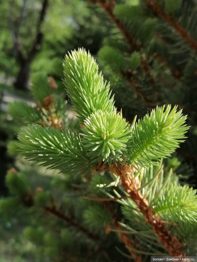 Буся, Бусинка — Гибриды шарнирных кукол (не БЖД): подбор тела