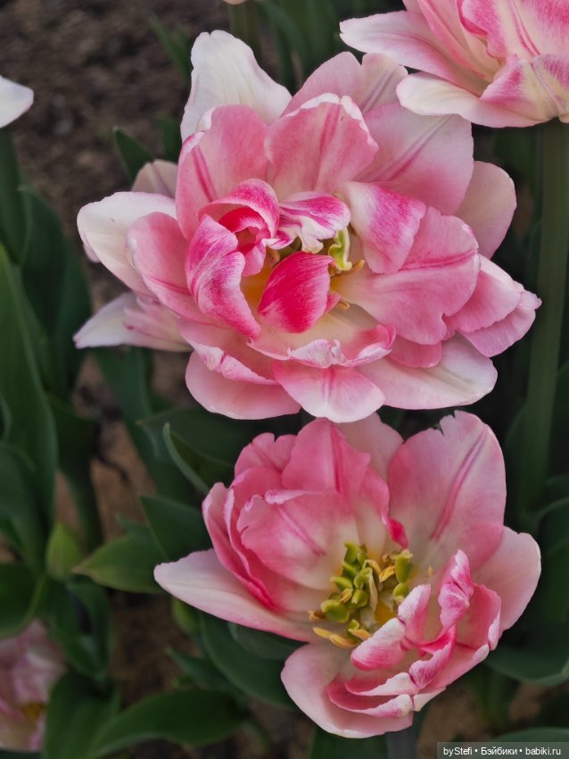 Получился у меня какой-то день чаек