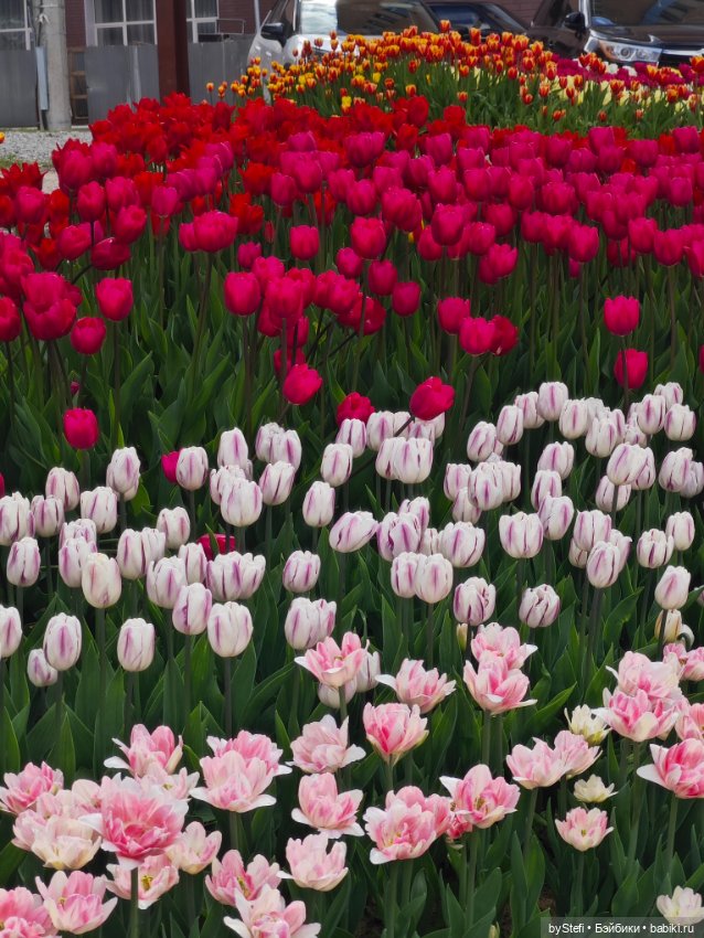 Получился у меня какой-то день чаек