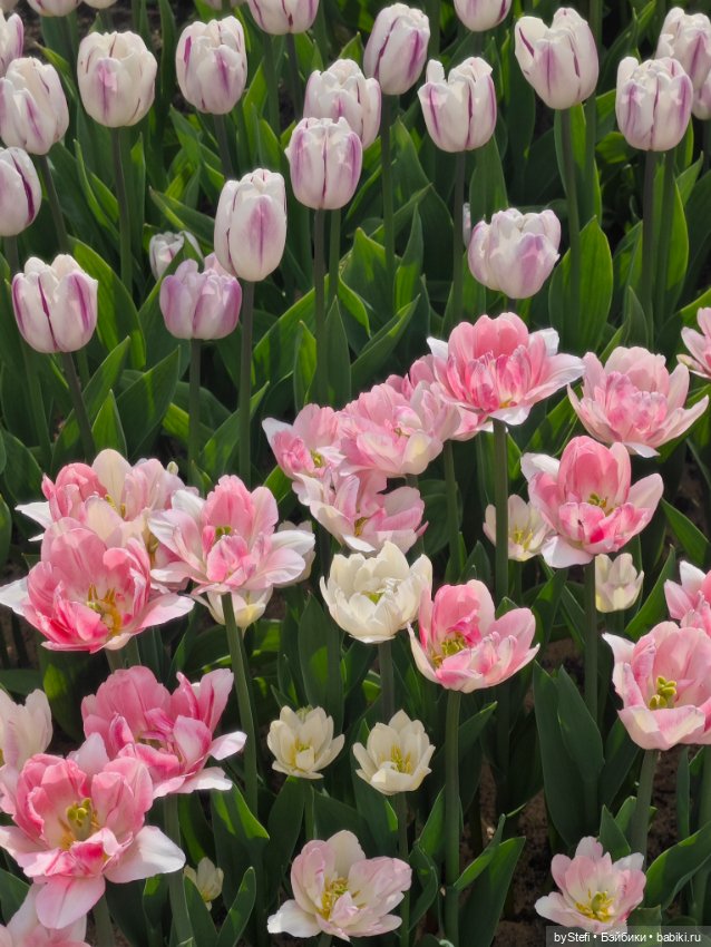 Получился у меня какой-то день чаек