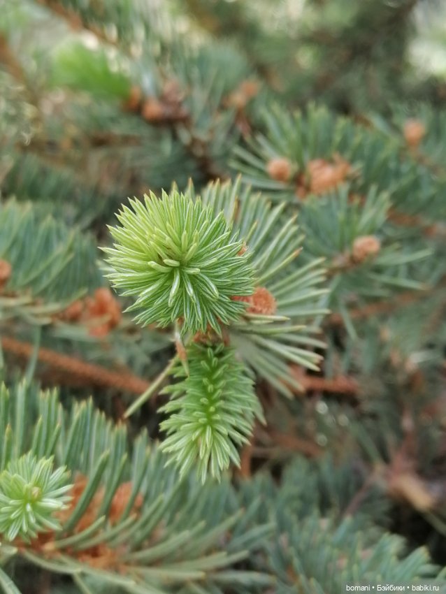 Буся, Бусинка — Гибриды шарнирных кукол (не БЖД): подбор тела