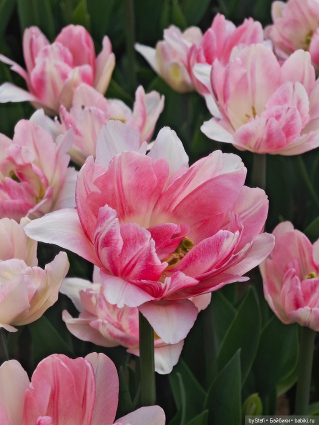 Получился у меня какой-то день чаек