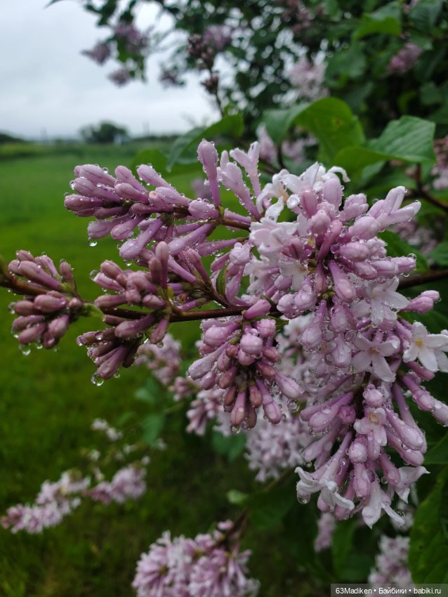Июньский день — Куклы Sasha Morgenthaler (Саша Моргенталер): Trendon (фото 8)