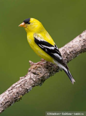 Июньский день — Куклы Sasha Morgenthaler (Саша Моргенталер): Trendon (фото 7)