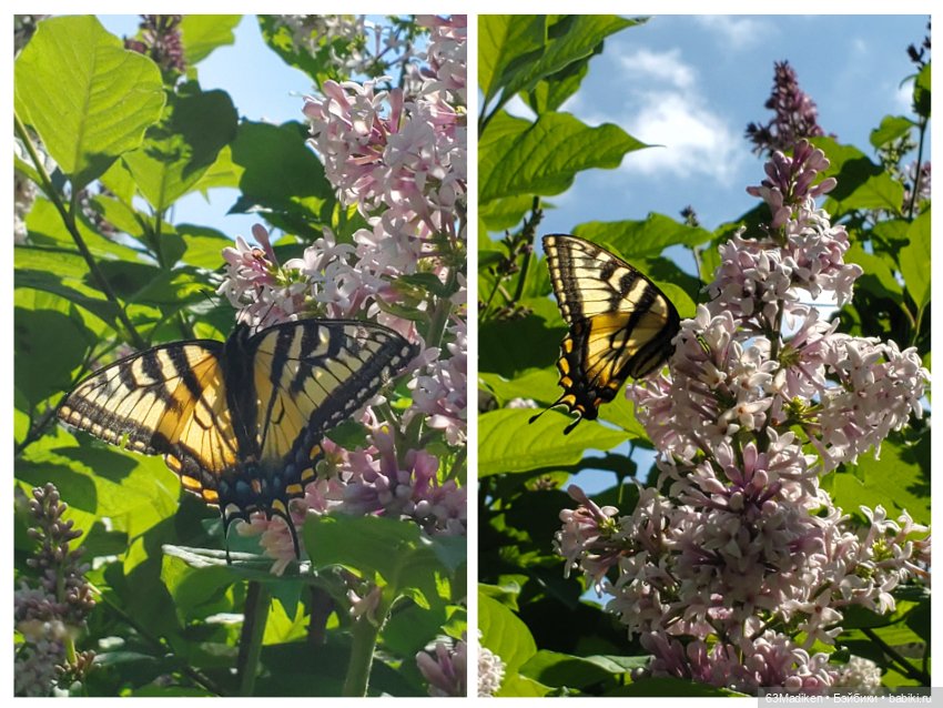 Июньский день — Куклы Sasha Morgenthaler (Саша Моргенталер): Trendon (фото 6)