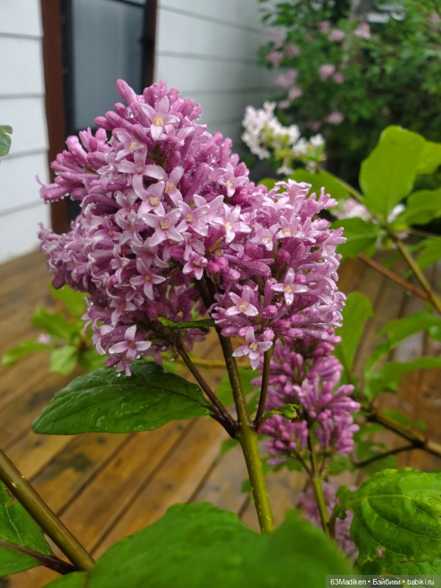 Июньский день — Куклы Sasha Morgenthaler (Саша Моргенталер): Trendon (фото 9)