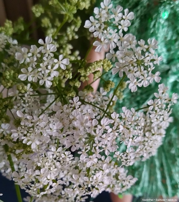 Джесси и купырь — Куклы Rainbow High (Рейнбоу Хай (фото 3)