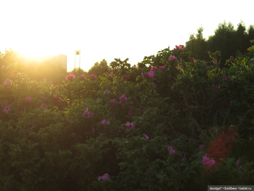 Завтра Лита — Куклы Kidz'n'Cats (Соня Хартман): шарнирные 46 см