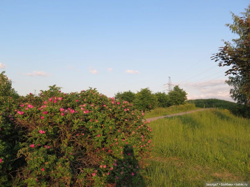 Завтра Лита — Куклы Kidz'n'Cats (Соня Хартман): шарнирные 46 см (фото 7)