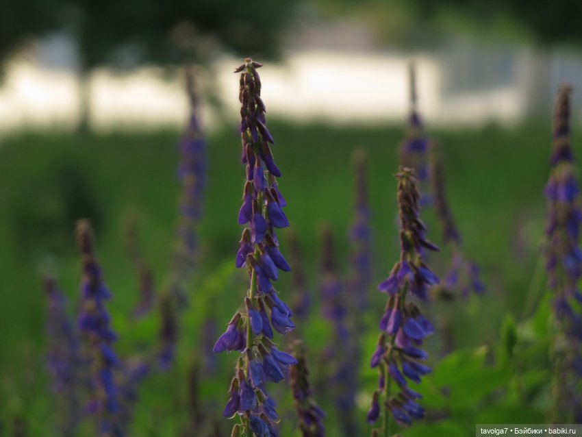 Завтра Лита — Куклы Kidz'n'Cats (Соня Хартман): шарнирные 46 см