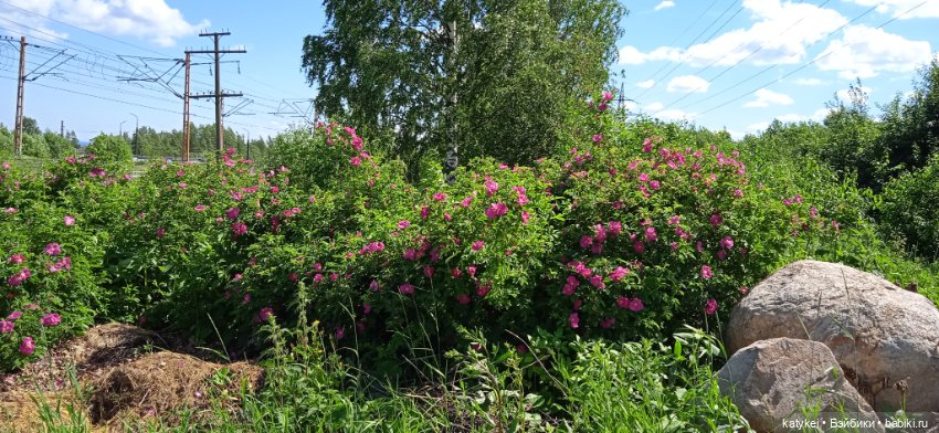 Шиповниковое мороженое и другие