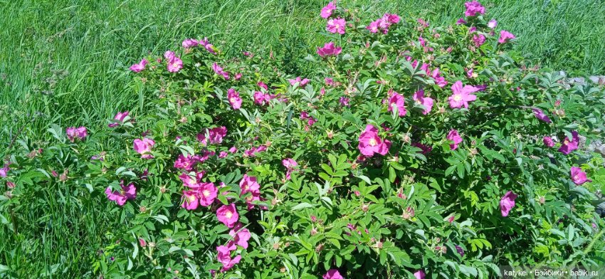 Шиповниковое мороженое и другие (фото 3)