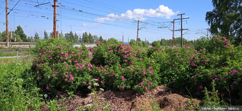 Шиповниковое мороженое и другие (фото 2)
