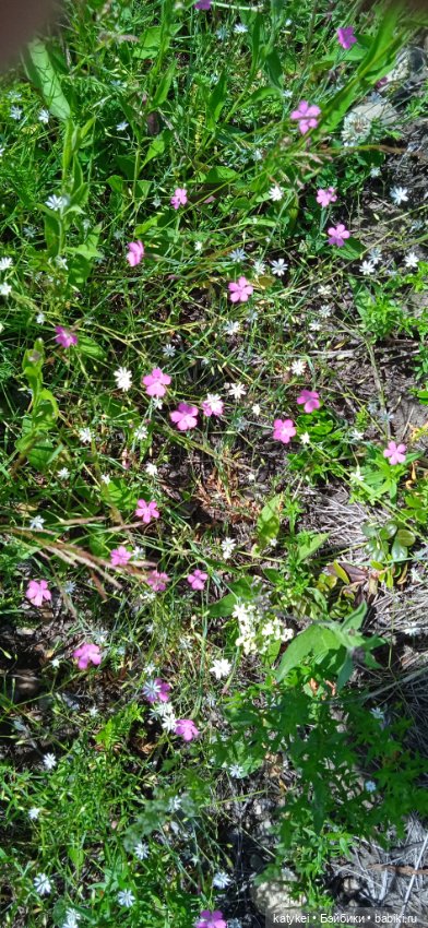 Шиповниковое мороженое и другие