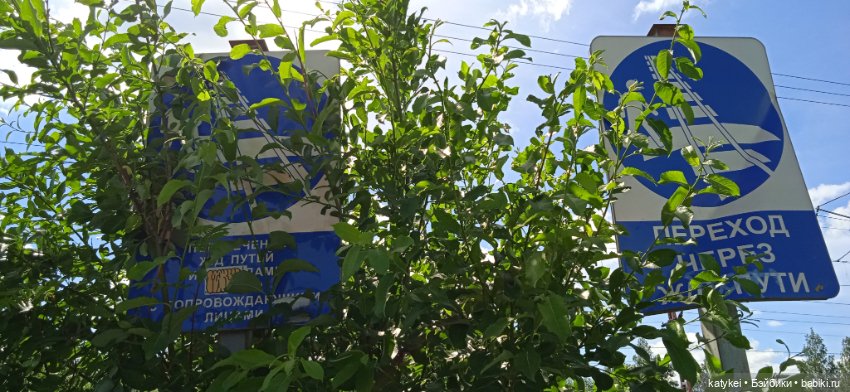 Шиповниковое мороженое и другие