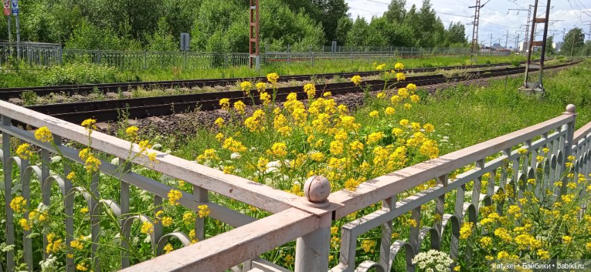 Шиповниковое мороженое и другие