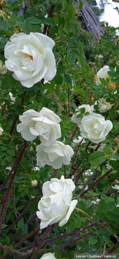 Шиповниковое мороженое и другие