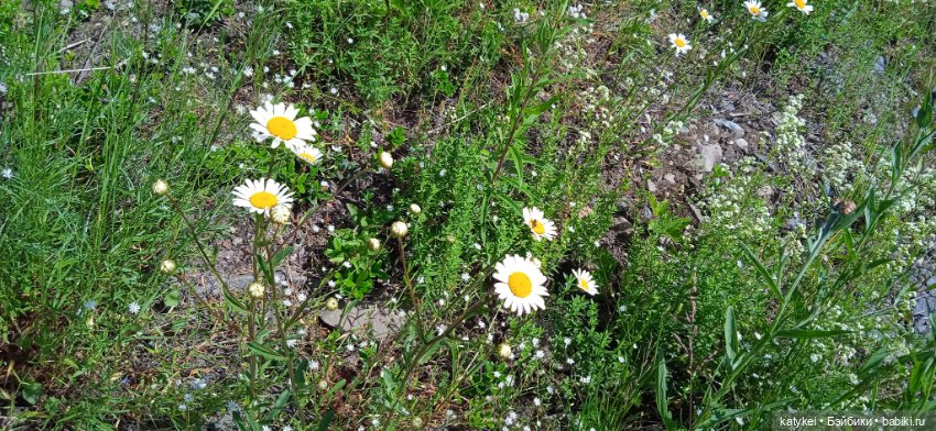 Шиповниковое мороженое и другие