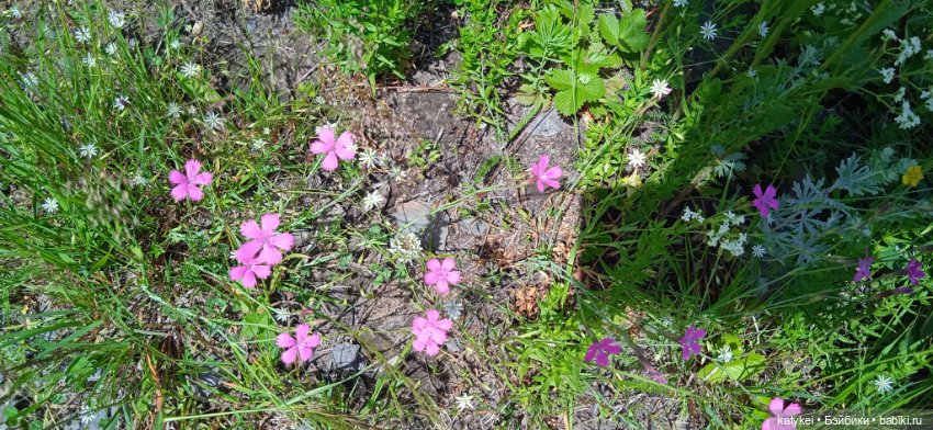 Шиповниковое мороженое и другие